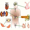 Endocrinology